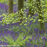 Buy canvas prints of Spring Bluebells in a Woodland by Martyn Arnold