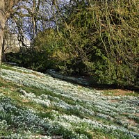 Buy canvas prints of Deene Park Snowdrops by Martyn Arnold