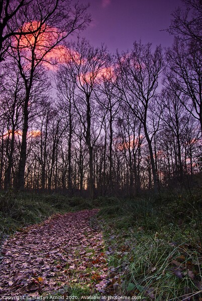 Winter in Fermyn Woods, Northamptonshire Picture Board by Martyn Arnold