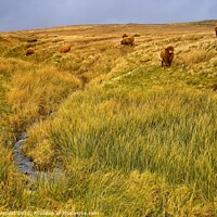 Buy canvas prints of Moorland Cattle by Martyn Arnold