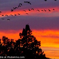 Buy canvas prints of Heading Home - flock of geese at sunset by Martyn Arnold
