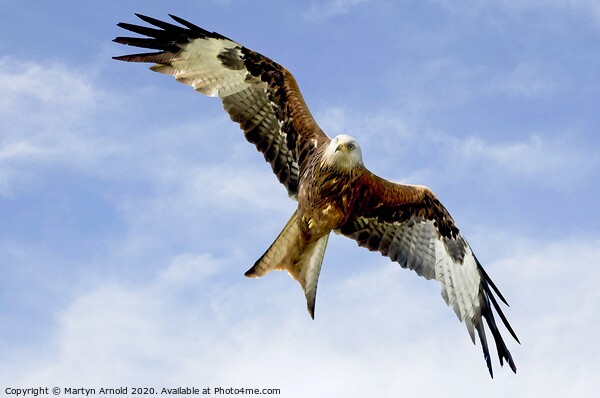 Soaring Red Kite in flight Picture Board by Martyn Arnold