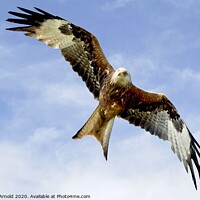 Buy canvas prints of Soaring Red Kite in flight by Martyn Arnold