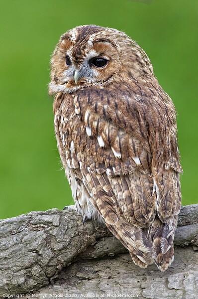 Tawny Owl, British Birds of Prey Picture Board by Martyn Arnold