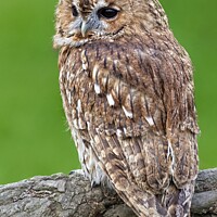 Buy canvas prints of Tawny Owl, British Birds of Prey by Martyn Arnold