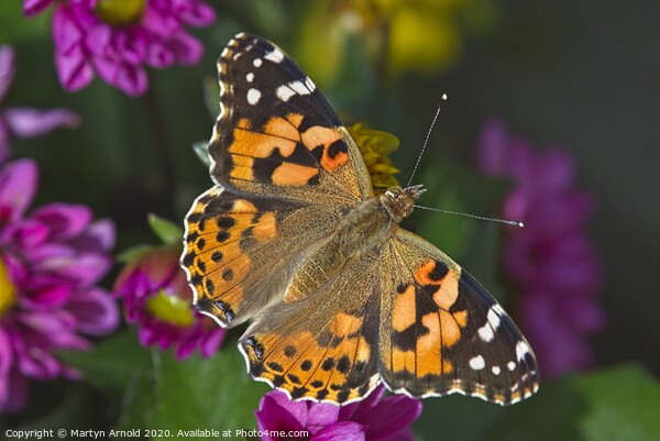 Painted Lady Butterfly (Vanessa cardui) Picture Board by Martyn Arnold