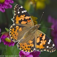 Buy canvas prints of Painted Lady Butterfly (Vanessa cardui) by Martyn Arnold