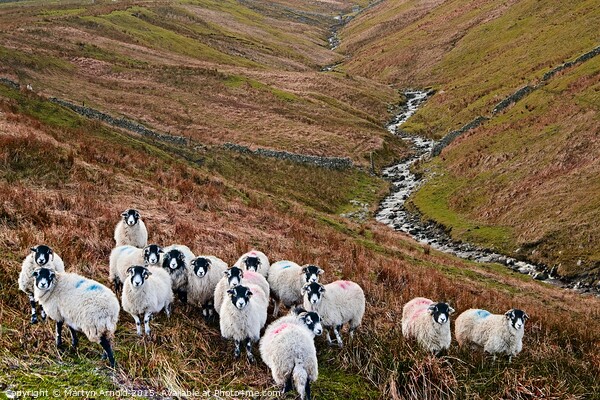 Swaledale Sheep in Weardale, North Pennines Landsc Picture Board by Martyn Arnold
