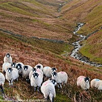 Buy canvas prints of Swaledale Sheep in Weardale, North Pennines Landsc by Martyn Arnold
