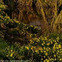 Buy canvas prints of Daffodil Valley, Farndale, North York Moors, Yorks by Martyn Arnold
