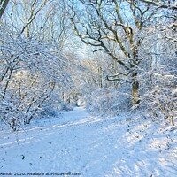 Buy canvas prints of Winter Woodland Walk by Martyn Arnold