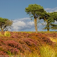 Buy canvas prints of North York Moors Autumn Landscape by Martyn Arnold