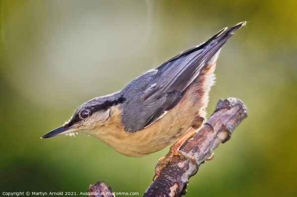 Nuthatch (Sitta europaea) Picture Board by Martyn Arnold