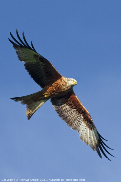 Red Kite in Flight Framed Mounted Print by Martyn Arnold