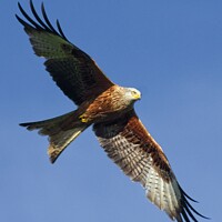 Buy canvas prints of Red Kite in Flight by Martyn Arnold