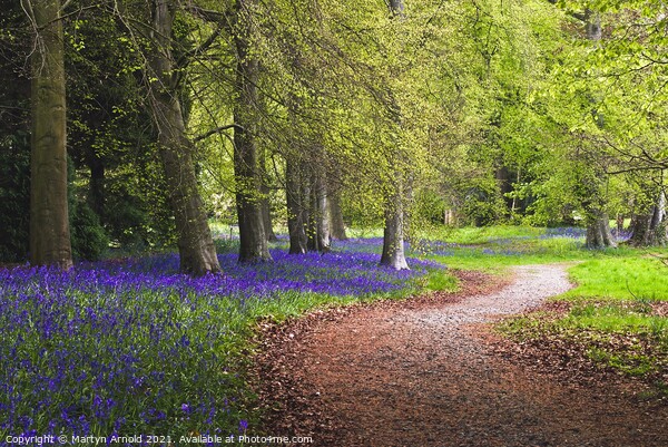 A Walk in the Spring Bluebell Wood Picture Board by Martyn Arnold