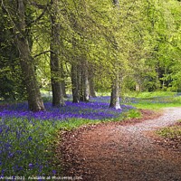 Buy canvas prints of A Walk in the Spring Bluebell Wood by Martyn Arnold