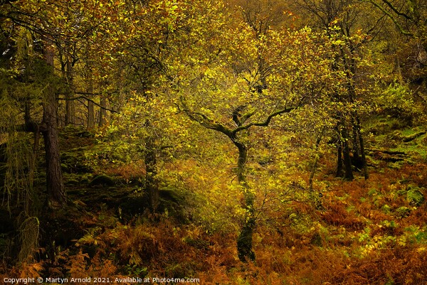 Autumn Woodland Picture Board by Martyn Arnold