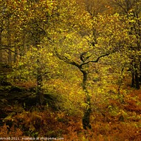 Buy canvas prints of Autumn Woodland by Martyn Arnold