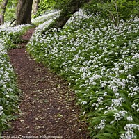 Buy canvas prints of Wild Garlic by Martyn Arnold