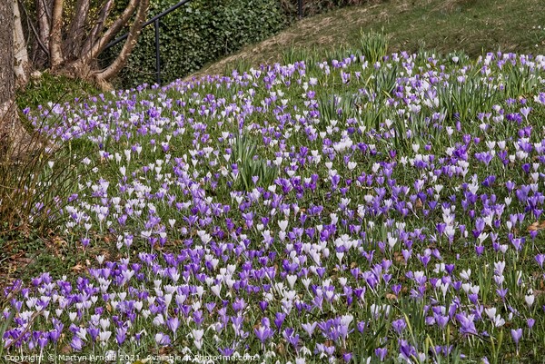 Spring Crocuses Picture Board by Martyn Arnold