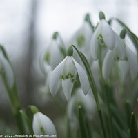 Buy canvas prints of Snowdrops - Norfolk by Jon Clifton