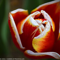 Buy canvas prints of A Tulip after the Rain by Jon Clifton