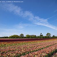 Buy canvas prints of Norfolk Tulips - A Burst of Colour by Jon Clifton