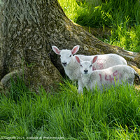 Buy canvas prints of Sheltering Lambs by Paula Connelly