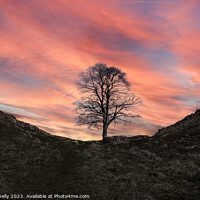 Buy canvas prints of Sycamore Gap in Winter by Paula Connelly