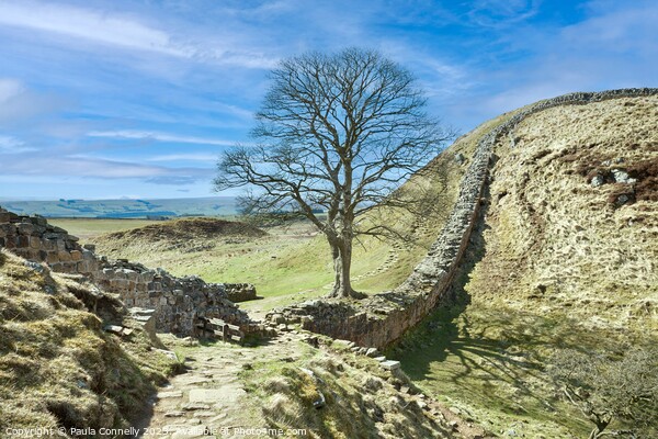 Sycamore Gap Picture Board by Paula Connelly