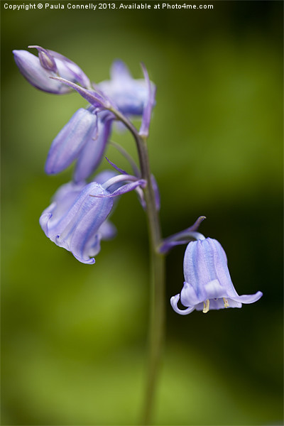 Bluebells Picture Board by Paula Connelly