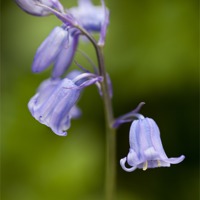 Buy canvas prints of Bluebells by Paula Connelly
