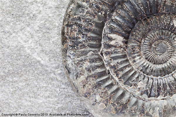 Ammonite Picture Board by Paula Connelly