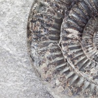 Buy canvas prints of Ammonite by Paula Connelly