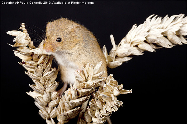 Harvest Mouse Picture Board by Paula Connelly