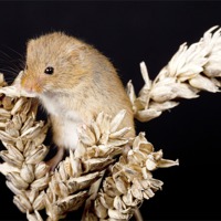 Buy canvas prints of Harvest Mouse by Paula Connelly
