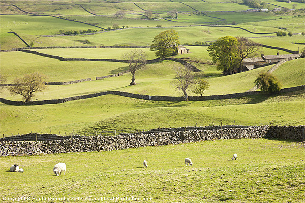 Wensleydale Fields Picture Board by Paula Connelly