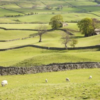 Buy canvas prints of Wensleydale Fields by Paula Connelly