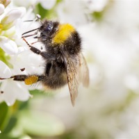 Buy canvas prints of Bumble Bee by Paula Connelly