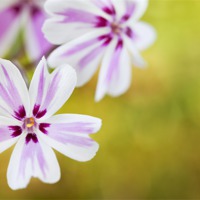 Buy canvas prints of Phlox Flowers by Paula Connelly