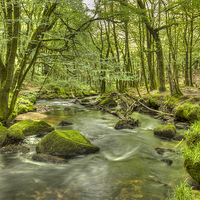 Buy canvas prints of Woodland Stream by Paula Connelly