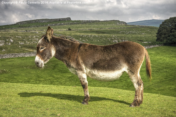 Donkey in the Dales Picture Board by Paula Connelly
