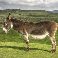 Buy canvas prints of Donkey in the Dales by Paula Connelly