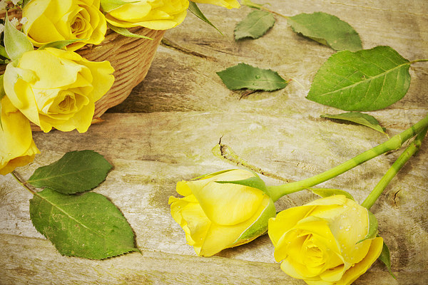 Yellow Roses Picture Board by Paula Connelly