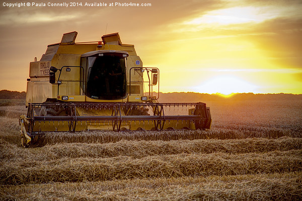 Harvesting at sunset Picture Board by Paula Connelly