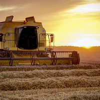 Buy canvas prints of Harvesting at sunset by Paula Connelly