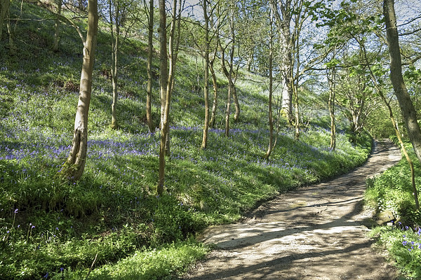 Country lane through a bluebell wood Picture Board by Paula Connelly