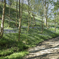 Buy canvas prints of Country lane through a bluebell wood by Paula Connelly