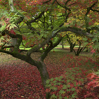 Buy canvas prints of westonbirt arboretum by Neil Pickin